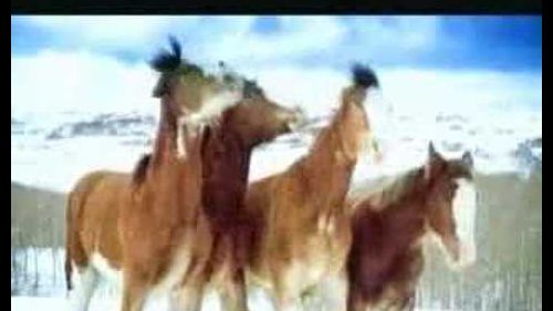 Funny budwiser snowball fight - horses