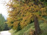 Passo S.Pellegrino