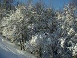dicembre 2008