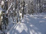 cerreto bosco del vallon inferno