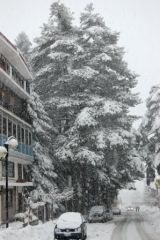 Albero sul Corso principale