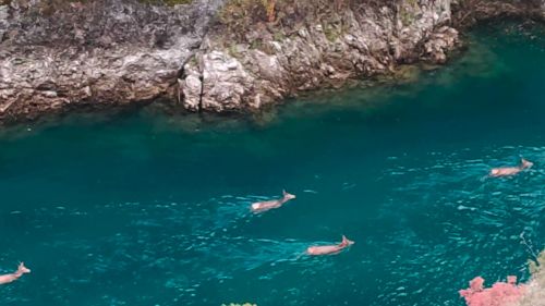 Spettacolo dAbruzzo: ultima nuotata di stagione per i cervi di Villalago