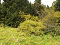 Rustico / Casale in vendita a Comelico Superiore(BL)