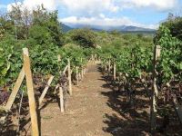Rustico / Casale in vendita a Zafferana Etnea(CT)