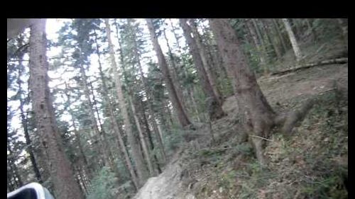 Sestola DownHill SkinnyShark