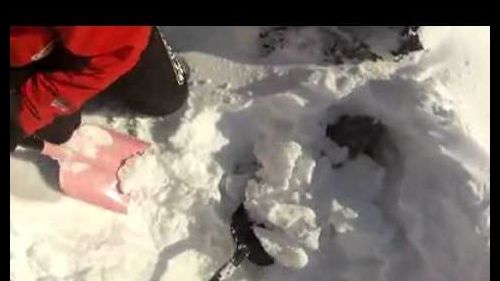 Rescue of sheep after snow storm