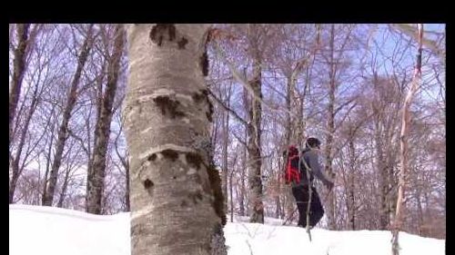 Passeggiata nei boschi a campo felice