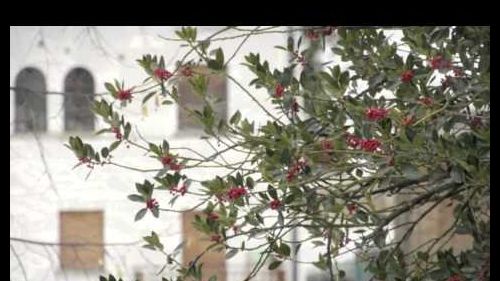 Limone