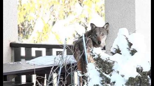 Pragelato: un lupo sul terrazzo di casa