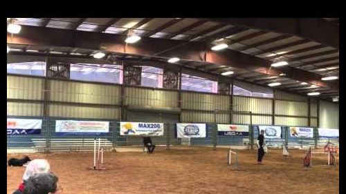 Pace - biathlon jumpers - ifcs usa agility team selection event