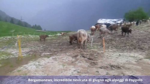 Bergamonews, incredibile nevicata di giugno agli alpeggi di Foppolo