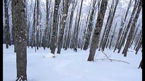 Al Gran Bosco - freeride Roccaraso