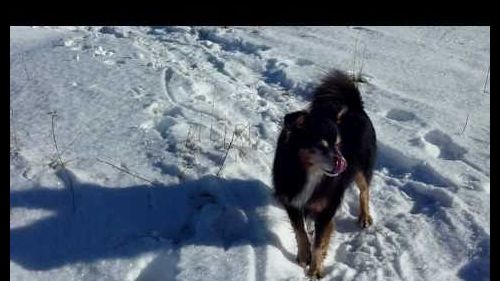 Hiker dog - Barone cane escursionista - Cansiglio d'inverno