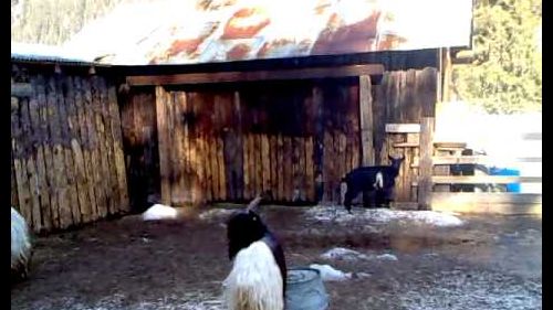 Capre sulla neve a canazei