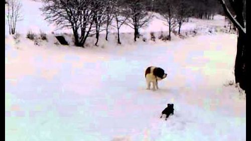 Cucciolo di SAN BERNARDO & Co. a Bardonecchia...giocano nella neve!