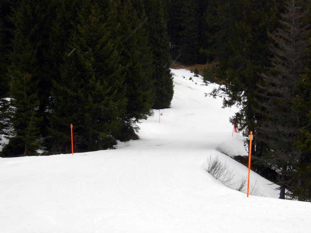 una delle piste più belle di Lenzerheide in mezzo ai pini