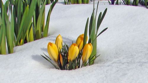 fiori gialli sulla neve