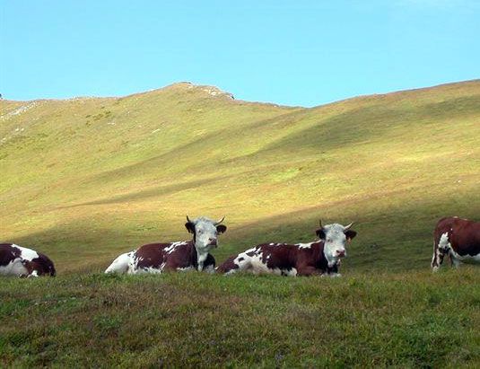 Agricoltura e Allevamento in Montagna