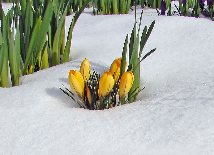 fiori gialli sulla neve