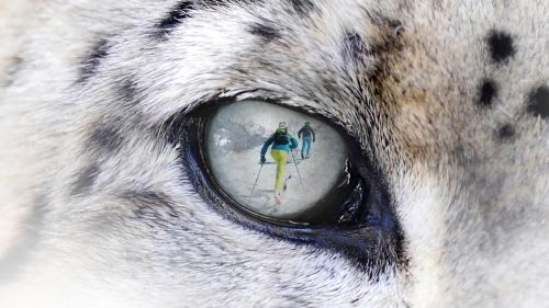 Il 29 febbraio torna Snow Leopard Day a Spiazzi di Gromo
