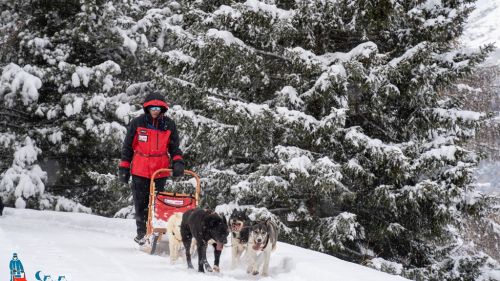 Sleddog