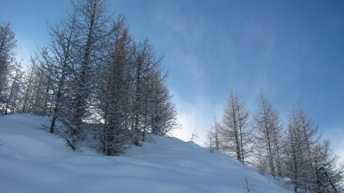 larici innevato di Bardonecchia