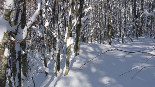 cerreto bosco del vallon inferno