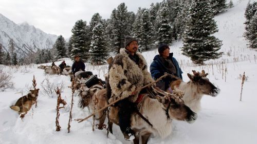 Tracking the white reindeer 08