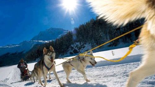 Husky, che passione!