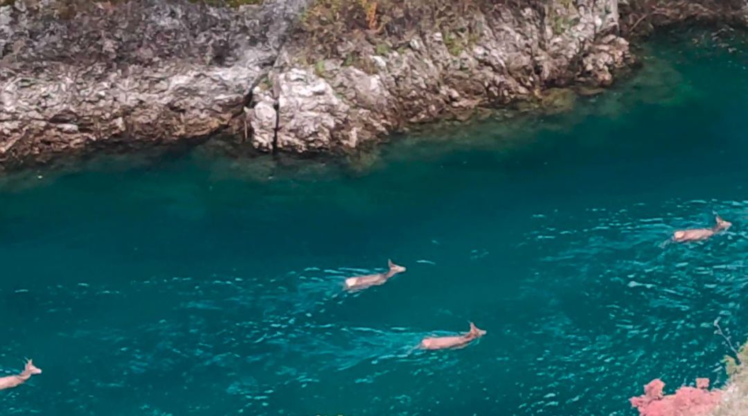 Spettacolo d'Abruzzo: ultima nuotata di stagione per i cervi di Villalago