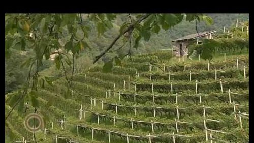 Val di cembra: terra simbolo del vino di montagna.