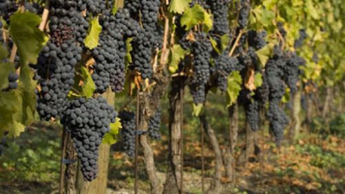 Il torrette, il vino territoriale della valle d'aosta