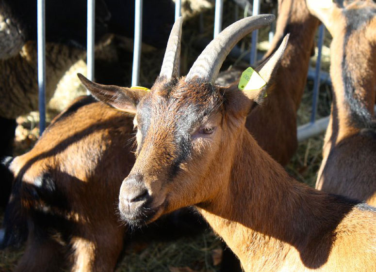 Sabato a Villanova Mondovì si apre 'Bee, Formaggi di montagna', dedicata alle produzioni d'alta quota