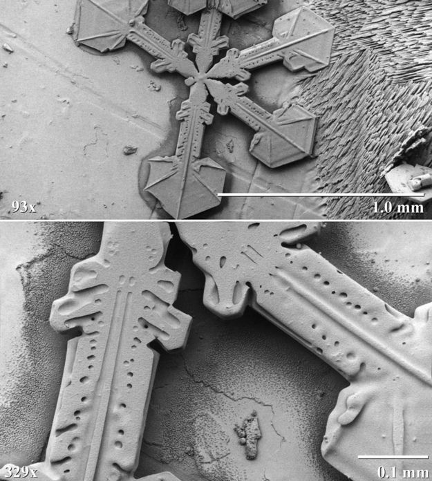 Agricultural Research Center di Beltsville (USA)
immagini di cristalli di fiocchi di neve al microscopio 
temperatura di -170°C.