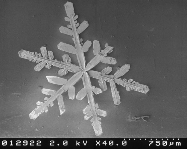 Agricultural Research Center di Beltsville (USA)
immagini di cristalli di fiocchi di neve al microscopio 
temperatura di -170°C.