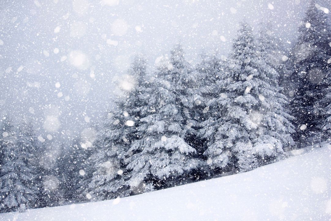 Neve sugli alberi