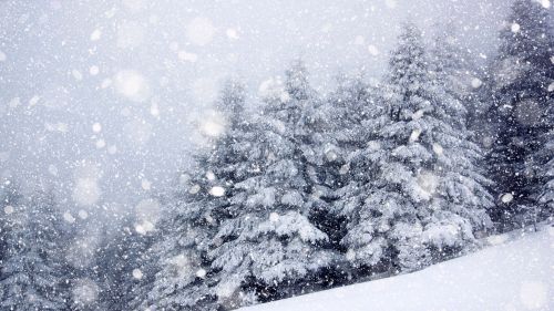 Neve sugli alberi