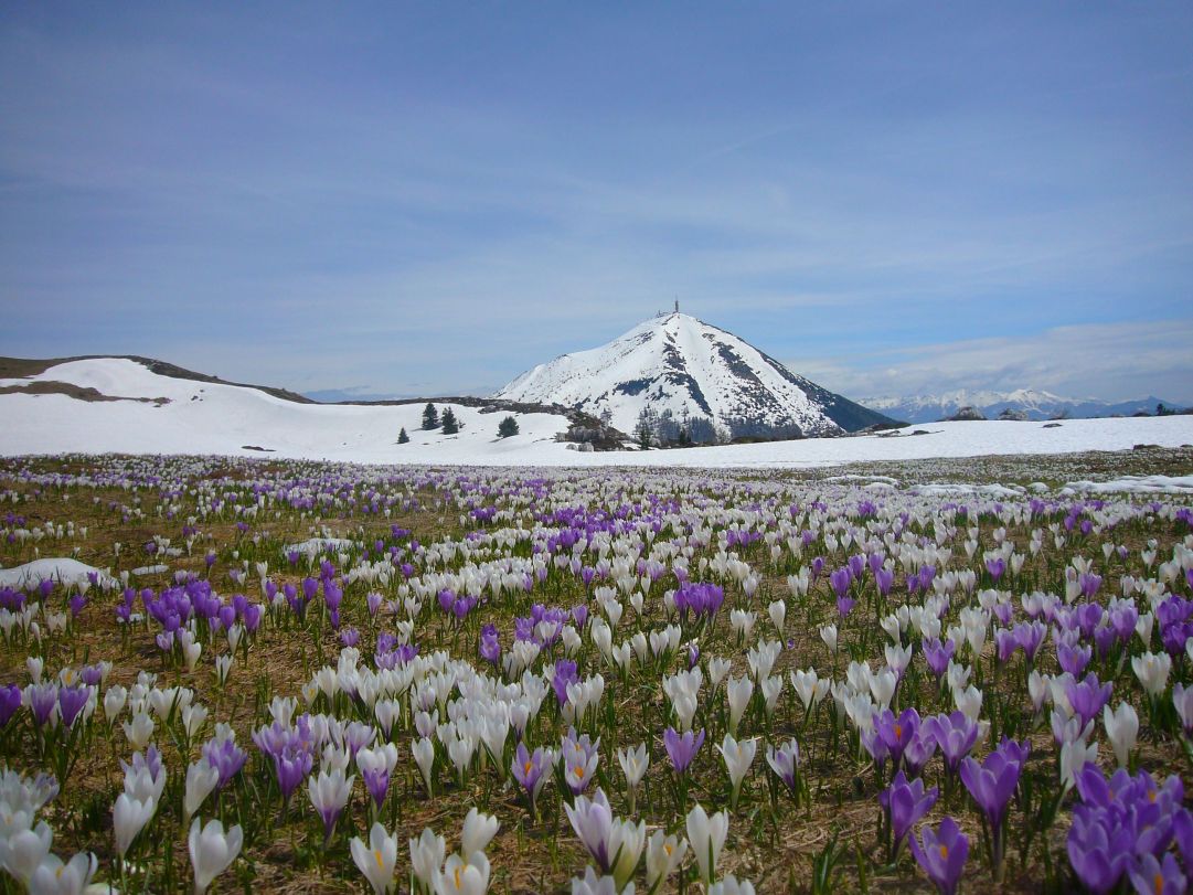 Foto scattata dai Rostoni nella primavera del 2009