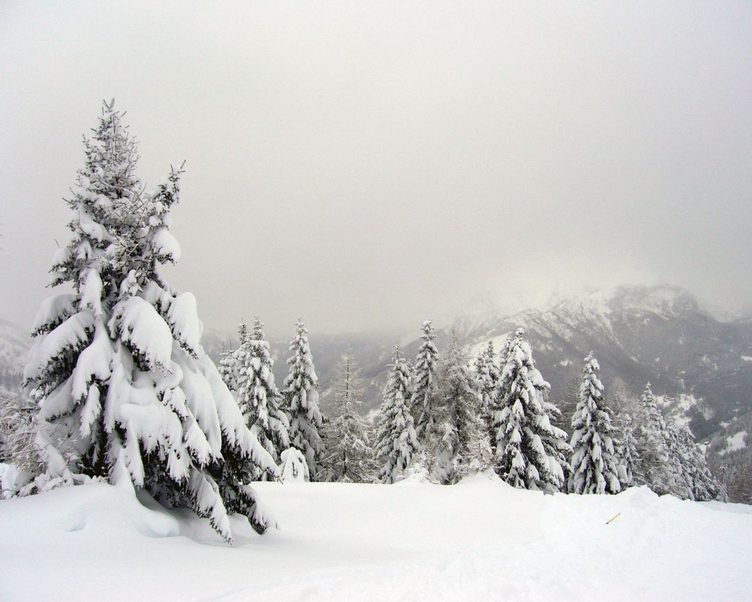 Alberi pieni di neve e nuvole basse