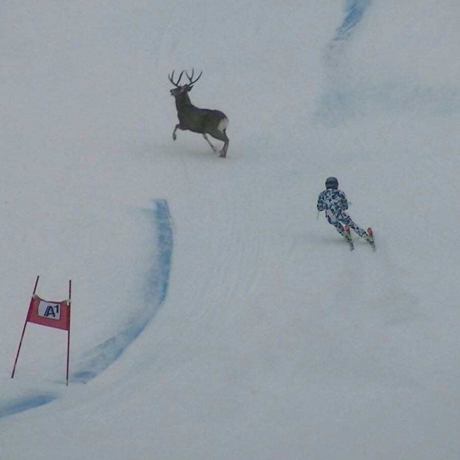 Sabrina Maier rischia di scontrarsi con un cervo a Nakiska