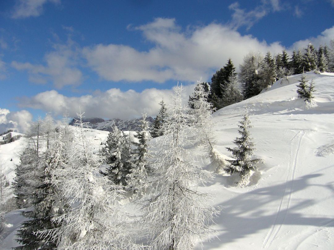 alberi  delicatamente innevati sulle piste di san cassiano