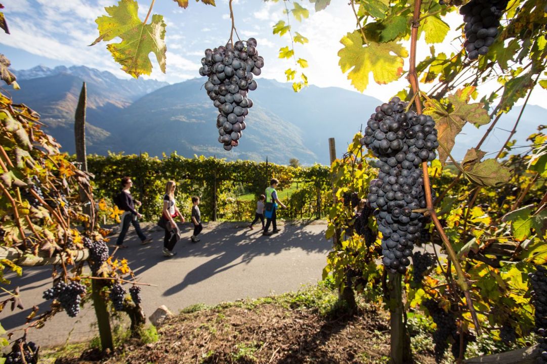 vini e vitigni di Valtellina