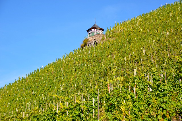 I vini di montagna in concorso. Quali saranno i migliori?