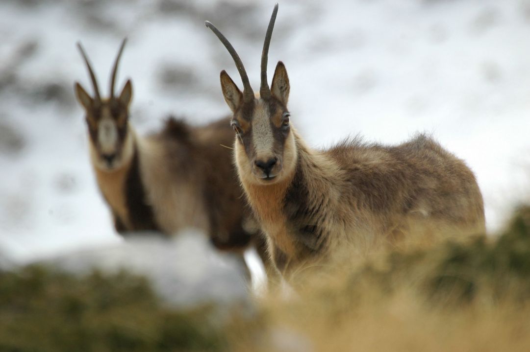 Camosci tra le rocce innevate del Monte Meta 